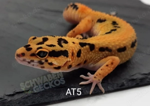Leopardgecko Afghan Tangerine 