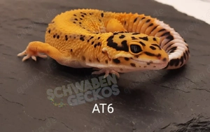 Leopardgecko Afghan Tangerine 
