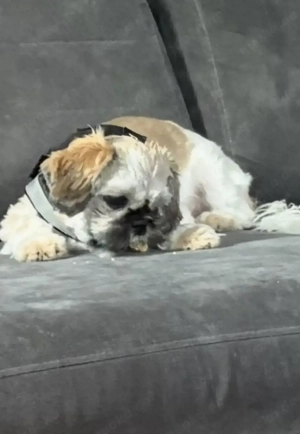 Shih tzu rüde tricolor 