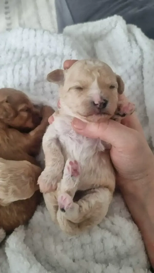 5 Süße Maltipoo Rüden  Bild 2