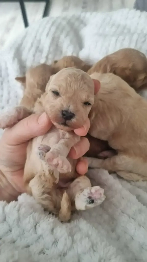 5 Süße Maltipoo Rüden  Bild 5