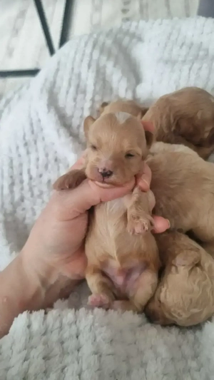 5 Süße Maltipoo Rüden  Bild 6