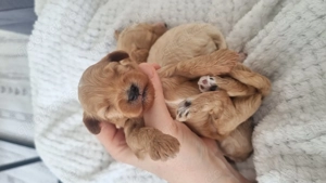 5 Süße Maltipoo Rüden  Bild 7