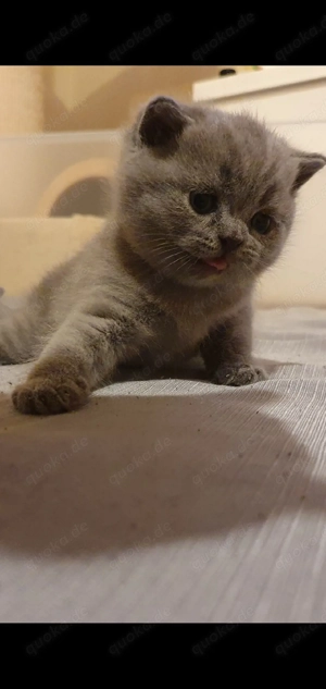 BHK Reinrassig baby kätzchen zum kuschel;