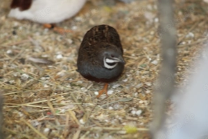 Zwergwachtel Hahn von 2025