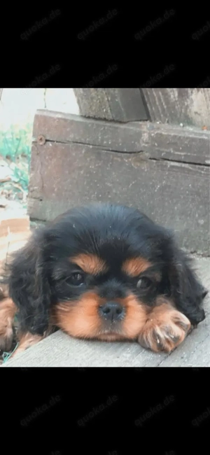 Cavalier King Charles Spaniel