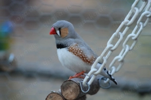 Zebrafinken Männlich