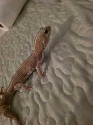 Afrikanischer Fettschwanzgecko
