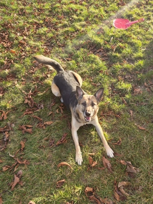 Schäferhundmischling sucht liebevolles Zuhause 