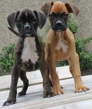 Reinrassige Exclusive Boxerwelpen mit VDH Stammbaum 