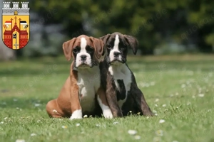Schöne Boxer Welpen mit VDH Papiere suchen ein liebevolles zu Hause (Whatsapp: 0178 7499770)