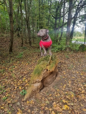 OEB Hündin sucht Couchplatz 