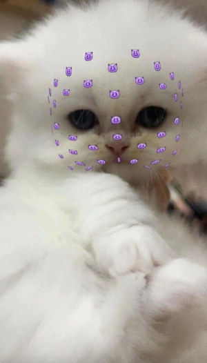 Weiße Perser Kitten 