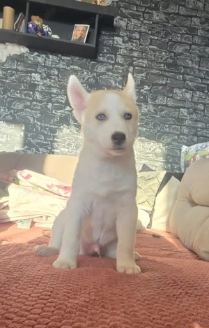 Huskyrüde Boris sucht seine Menschen