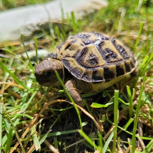 Steppenschildkröten Babys, Testudo horsfieldii. Russische Landschildkröten 