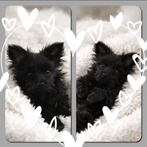 Mini Yorkshire Welpen Mix