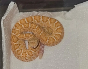 westliche Diamant Klapperschlange für Hamm 