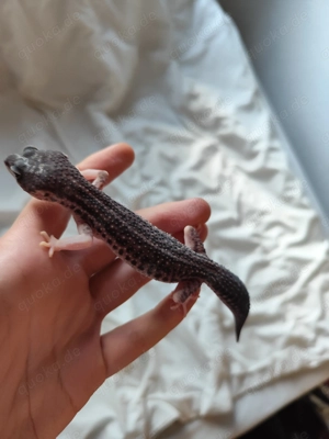 Black Night Mack super snow Weibchen 