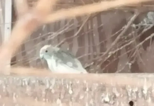 Ziegensittich 1.0 abzugeben 