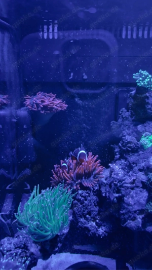Meerwasser Aquarium komplett Bild 2