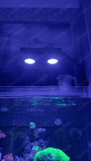 Meerwasser Aquarium komplett Bild 3