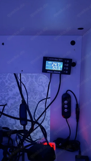 Meerwasser Aquarium komplett Bild 4