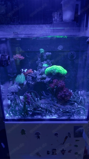 Meerwasser Aquarium komplett