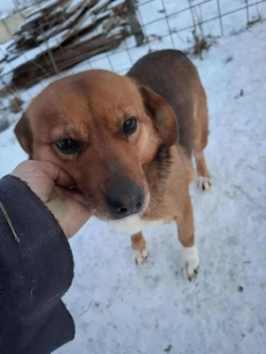 Samfte Emma sucht liebevolle Hundekenner