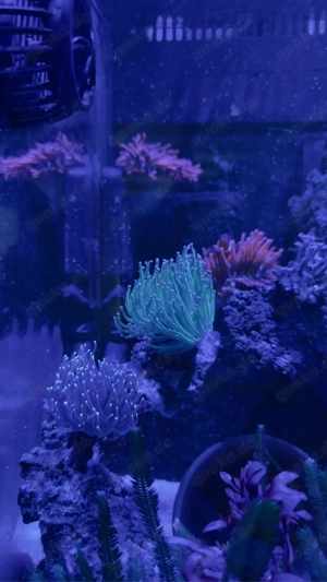 Meerwasser Aquarium komplett Bild 5