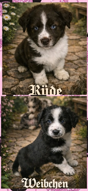 Miniatur Australian Shepherd 