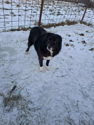 Süßer Harvey sucht liebevolle Hundekenner  Bild 5