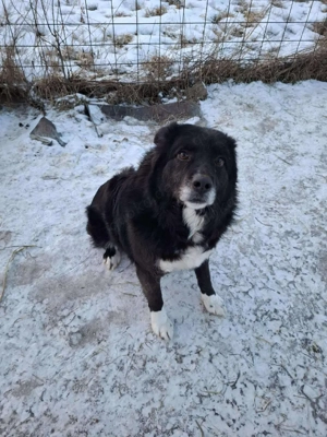 Süßer Harvey sucht liebevolle Hundekenner  Bild 4