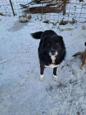 Süßer Harvey sucht liebevolle Hundekenner  Bild 3