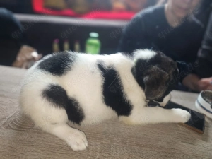 Die 2 Süssen suchen noch ihr neues Zuhause 