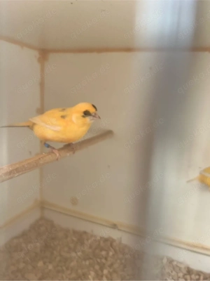 Kanarien Pärchen 