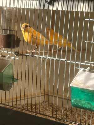 Kanarien Pärchen 