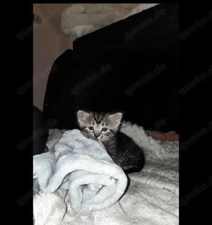 Bombay-Katzen Abzugeben 