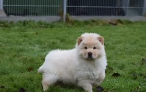 Weibliche Chow-Chow-Welpen zu verkaufen (Reservierung erforderlich).