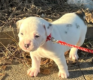 Old Englische Bulldogen Mix 