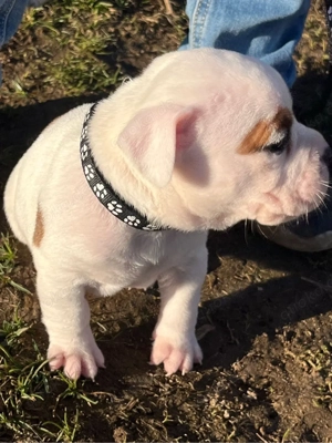 Old Englische Bulldogen Mix 