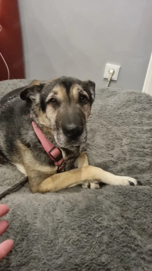  Shar-Pei-Mix Ilda   liebevoll, verschmust, einzigartig