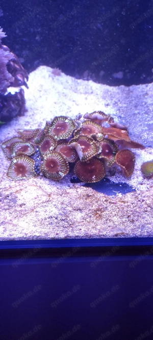 wunderschöne Krustenanemone Koralle Weichkoralle