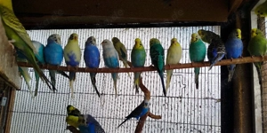 Jürge Nestjunge Wellensittiche  Bild 2