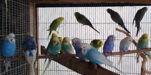 Jürge Nestjunge Wellensittiche  Bild 5