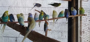 Jürge Nestjunge Wellensittiche  Bild 7