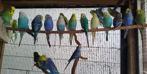 Jürge Nestjunge Wellensittiche  Bild 3