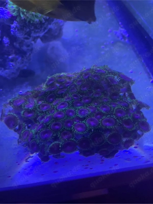 zoanthus fake chilli 