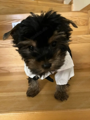 Eleganter Yorkshire Terrier sucht ein liebevolles Zuhause