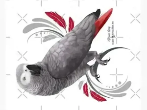 suche ein Grau papagei