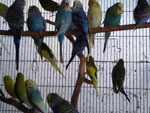 Jürge Nestjunge Wellensittiche  Bild 8